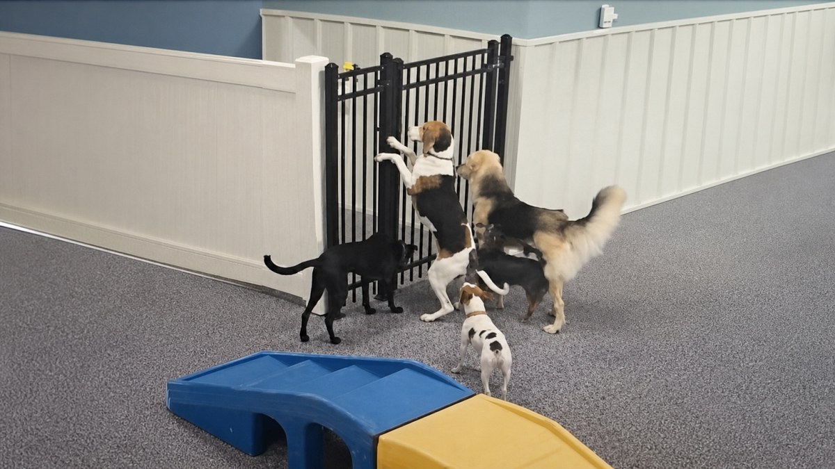 Illustration : "Cette chienne ouvre un portail du museau, puis les chiens de la garderie la suivent dans les couloirs (vidéo)"