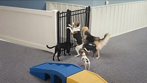 Illustration : Cette chienne ouvre un portail du museau, puis les chiens de la garderie la suivent dans les couloirs (vidéo)