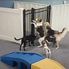 Illustration : Cette chienne ouvre un portail du museau, puis les chiens de la garderie la suivent dans les couloirs (vid&eacute;o)