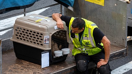 Illustration : Un bagagiste s&rsquo;assoit pr&egrave;s de la caisse d&rsquo;un chien pour lui parler avant son voyage en soute (vid&eacute;o)