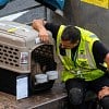 Illustration : Un bagagiste s&rsquo;assoit pr&egrave;s de la caisse d&rsquo;un chien pour lui parler avant son voyage en soute (vid&eacute;o)