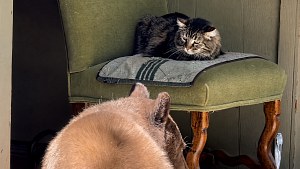 Illustration : Ce chat ne quitte pas son fauteuil alors qu’un ourson entre chez lui et fouille la poubelle (vidéo)