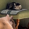 Illustration : Ce chat ne quitte pas son fauteuil alors qu&rsquo;un ourson entre chez lui et fouille la poubelle (vid&eacute;o)