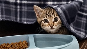 Illustration : Une passante rampe sous un camion de livraison pour sauver un minuscule chaton abandonn&eacute; (vid&eacute;o)