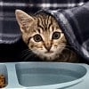 Illustration : Une passante rampe sous un camion de livraison pour sauver un minuscule chaton abandonn&eacute; (vid&eacute;o)