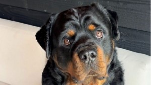 Illustration : Un homme adopte un deuxième chien pour être son préféré, mais le chiot semble lui aussi préférer sa maîtresse (vidéo)