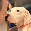 Illustration : 12 chiens et 24 chats enferm&eacute;s dans une caravane sont secourus apr&egrave;s l&rsquo;appel &agrave; l&rsquo;aide d&rsquo;une b&eacute;n&eacute;vole