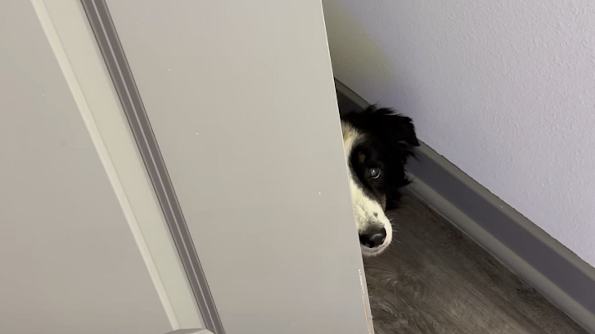 Illustration : "Ce chien craintif se cache derrière une porte, mais une rencontre l'attend après 3 mois d'accueil"