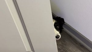 Illustration : Ce chien craintif se cache derrière une porte, mais une rencontre l'attend après 3 mois d'accueil