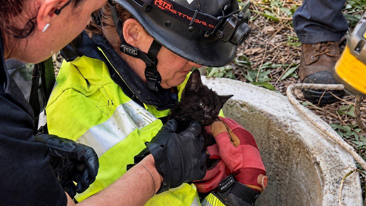 Illustration : "Un chaton piégé dans un puits est sauvé par les pompiers, puis adopté par l’un de ses sauveteurs (vidéo)"