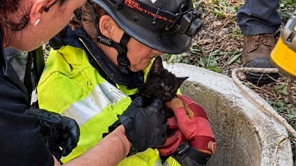 Illustration : Un chaton pi&eacute;g&eacute; dans un puits est sauv&eacute; par les pompiers, puis adopt&eacute; par l&rsquo;un de ses sauveteurs (vid&eacute;o)