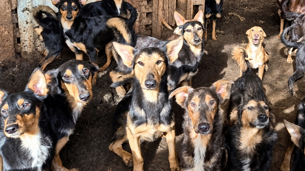 Illustration : "Des associations recueillent 104 chiens et chats après le décès d’un homme déjà condamné pour maltraitance"