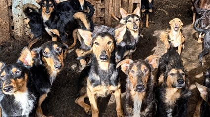 Illustration : Des associations recueillent 104 chiens et chats apr&egrave;s le d&eacute;c&egrave;s d&rsquo;un homme d&eacute;j&agrave; condamn&eacute; pour maltraitance