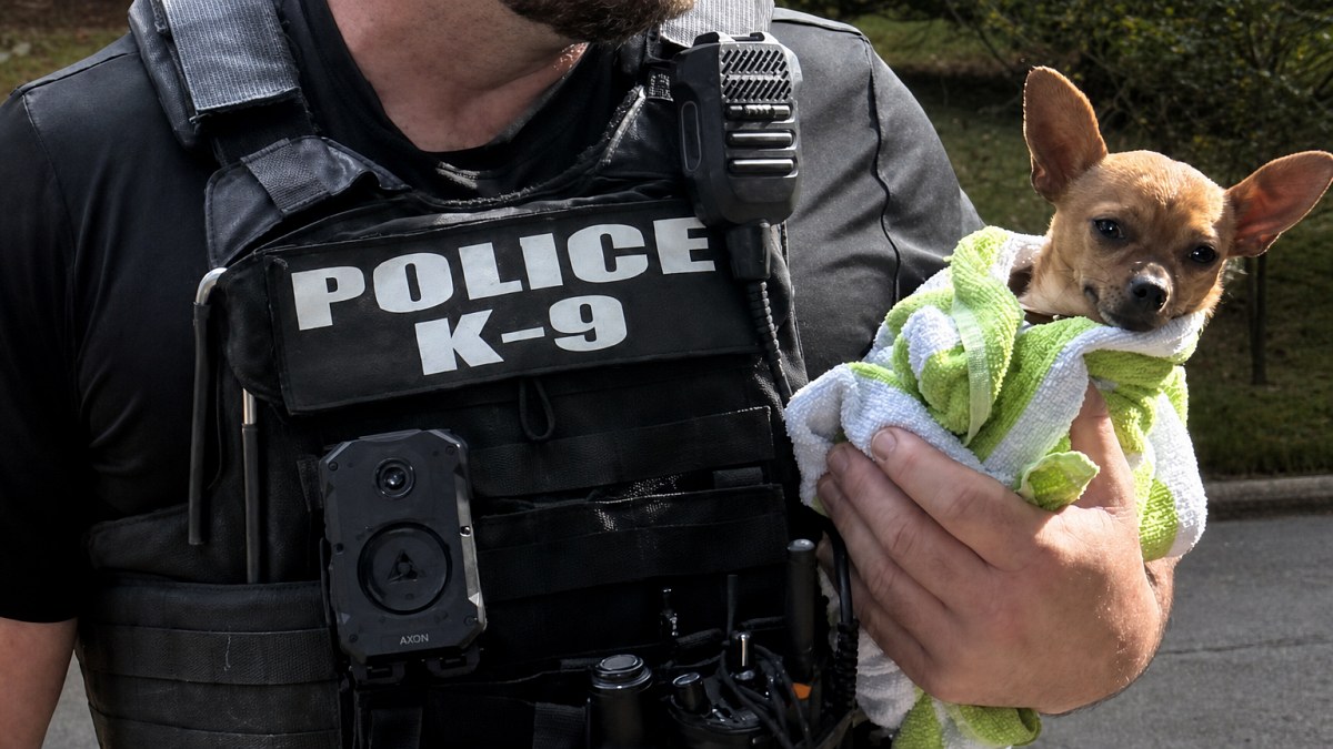 Illustration : "Un policier découvre un chien volé et aspergé de Javel, puis le rince avec sa propre réserve d’eau"