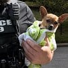 Illustration : Un policier d&eacute;couvre un chien vol&eacute; et asperg&eacute; de Javel, puis le rince avec sa propre r&eacute;serve d&rsquo;eau