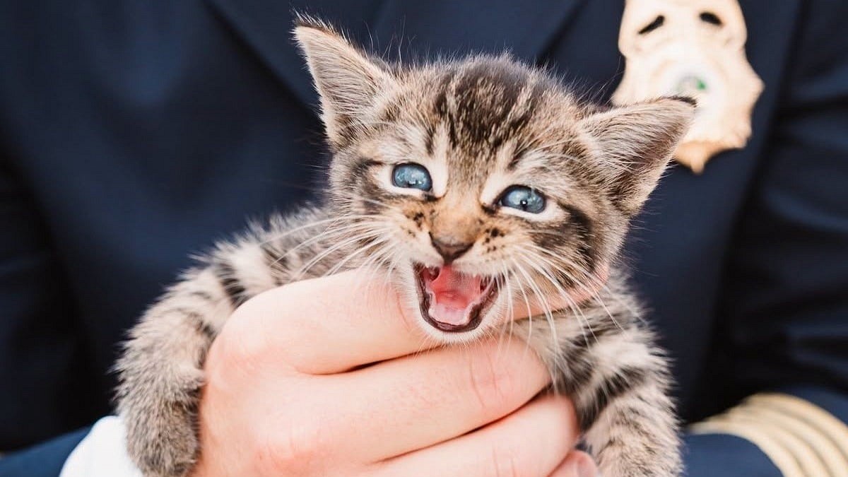 Illustration : "Des pompiers libèrent un chaton coincé dans leur camion pendant un hommage aux victimes du 11 septembre"