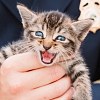 Illustration : Des pompiers lib&egrave;rent un chaton coinc&eacute; dans leur camion pendant un hommage aux victimes du 11 septembre