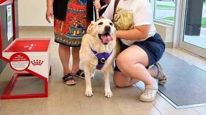 Illustration : Une simple v&eacute;rification de puce r&eacute;v&egrave;le que cette Labrador a une famille qui l&rsquo;attend depuis 4 ans