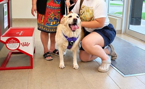 Une simple vérification de puce révèle que cette Labrador a une famille qui l’attend depuis 4 ans