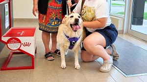 Illustration : Une simple vérification de puce révèle que cette Labrador a une famille qui l’attend depuis 4 ans