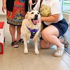 Illustration : Une simple v&eacute;rification de puce r&eacute;v&egrave;le que cette Labrador a une famille qui l&rsquo;attend depuis 4 ans