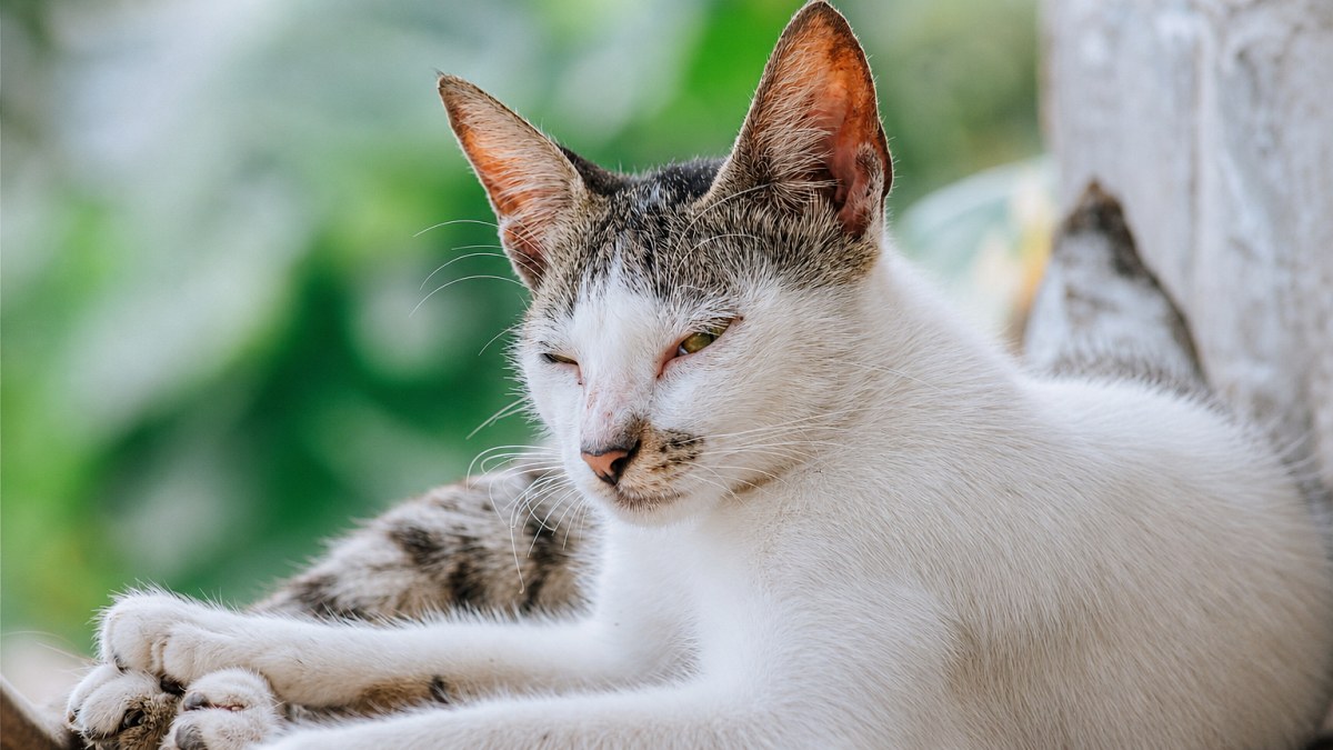 Illustration : "9 raisons qui expliquent pourquoi votre chat cligne lentement des yeux en vous regardant"