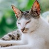 Illustration : 9 raisons qui expliquent pourquoi votre chat cligne lentement des yeux en vous regardant
