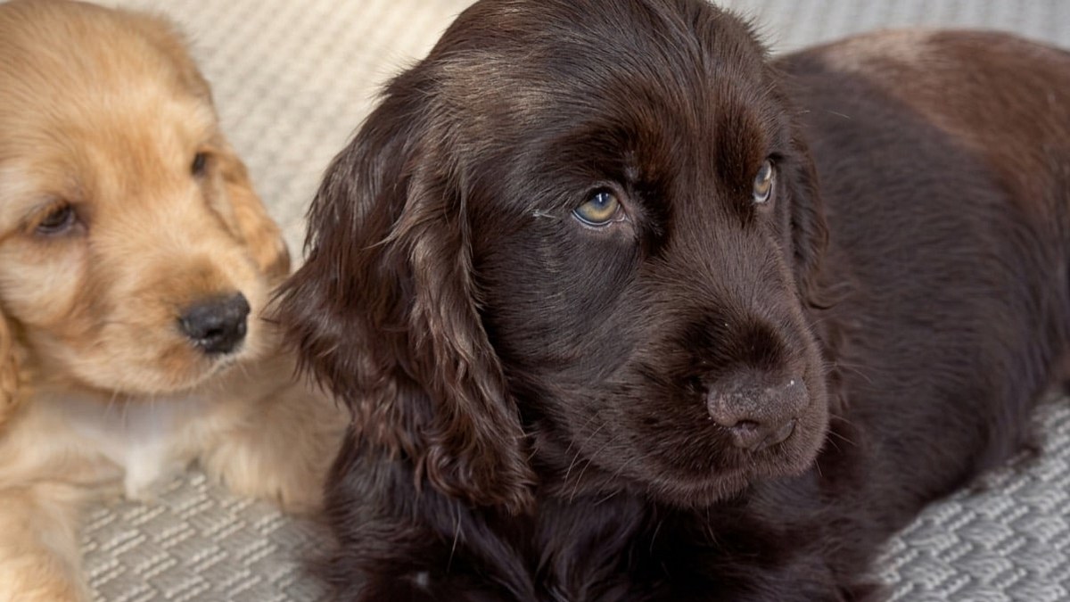 Illustration : "Cette famille venait adopter un chien, mais repart avec lui et un chiot atteint d’un problème oculaire"