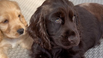 Illustration : Cette famille venait adopter un chien, mais repart avec lui et un chiot atteint d&rsquo;un probl&egrave;me oculaire