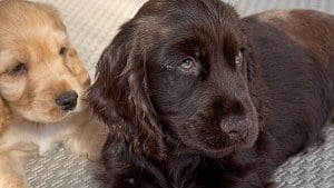 Illustration : Cette famille venait adopter un chien, mais repart avec lui et un chiot atteint d’un problème oculaire