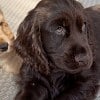 Illustration : Cette famille venait adopter un chien, mais repart avec lui et un chiot atteint d&rsquo;un probl&egrave;me oculaire