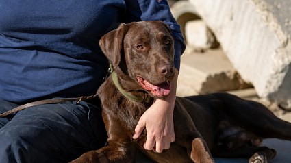 Illustration : Ce chien pompier a aid&eacute; &agrave; retrouver 3 survivants sous les d&eacute;combres et concourt d&eacute;sormais pour un prix