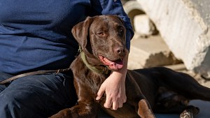 Illustration : Ce chien pompier a aidé à retrouver 3 survivants sous les décombres et concourt désormais pour un prix