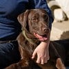 Illustration : Ce chien pompier a aid&eacute; &agrave; retrouver 3 survivants sous les d&eacute;combres et concourt d&eacute;sormais pour un prix