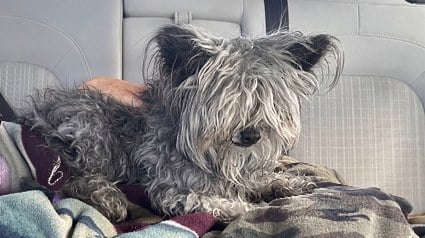 Illustration : Ce chien disparu chez le toiletteur retrouve sa famille 4 ans plus tard gr&acirc;ce &agrave; sa puce &eacute;lectronique