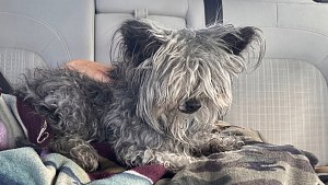 Illustration : Ce chien disparu chez le toiletteur retrouve sa famille 4 ans plus tard grâce à sa puce électronique