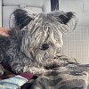 Illustration : Ce chien disparu chez le toiletteur retrouve sa famille 4 ans plus tard gr&acirc;ce &agrave; sa puce &eacute;lectronique