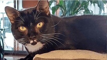 Illustration : Cette chatte de 14 ans a &eacute;t&eacute; sauv&eacute;e d&rsquo;un &eacute;levage clandestin, mais reste la derni&egrave;re &agrave; attendre une famille