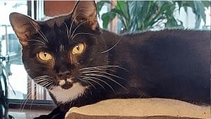 Illustration : Cette chatte de 14 ans a été sauvée d’un élevage clandestin, mais reste la dernière à attendre une famille
