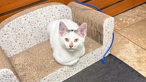 Illustration : Le chat disparu d’un épicier est déposé devant un commissariat, puis rendu à son propriétaire