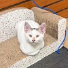 Illustration : Le chat disparu d&rsquo;un &eacute;picier est d&eacute;pos&eacute; devant un commissariat, puis rendu &agrave; son propri&eacute;taire