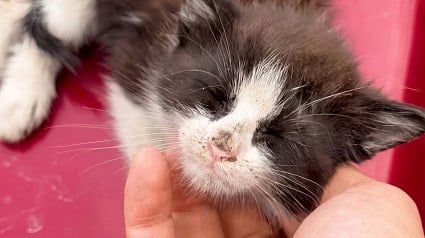 Illustration : Un chaton transi de froid se r&eacute;chauffe sur un capot de voiture, puis s&rsquo;apaise sous les caresses de son sauveur