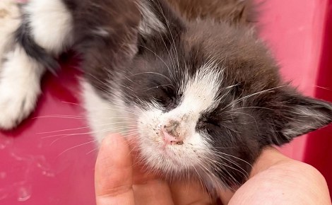 Un chaton transi de froid se réchauffe sur un capot de voiture, puis s’apaise sous les caresses de son sauveur