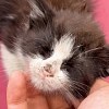Illustration : Un chaton transi de froid se r&eacute;chauffe sur un capot de voiture, puis s&rsquo;apaise sous les caresses de son sauveur