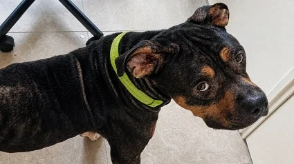 Illustration : Ce chien laiss&eacute; dehors et priv&eacute; de nourriture est sauv&eacute; par un refuge et commence sa reconstruction