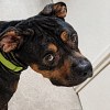 Illustration : Ce chien laiss&eacute; dehors et priv&eacute; de nourriture est sauv&eacute; par un refuge et commence sa reconstruction