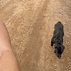 Illustration : Une v&eacute;t&eacute;rinaire reprend son jogging avec un chiot et sa m&egrave;re qu&rsquo;elle croit errants, mais ils ont une famille (vid&eacute;o)
