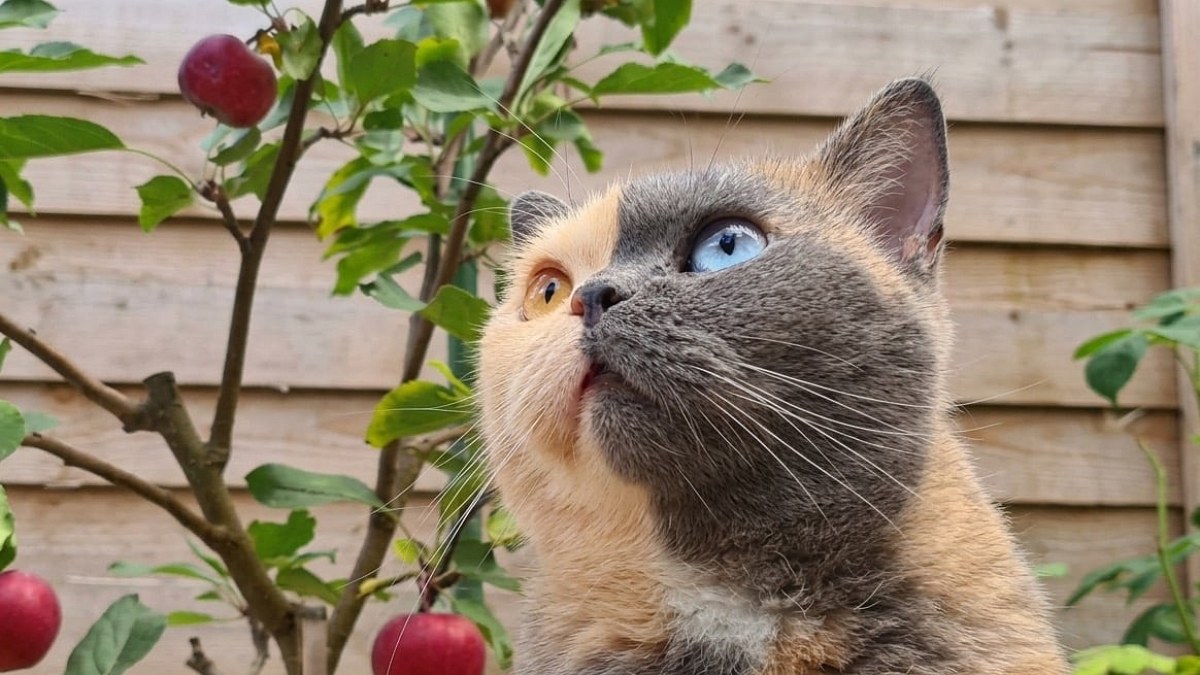 Illustration : "Ces 10 chats se distinguent par leurs contrastes de pelage, d’une patte rayée à un visage bicolore"