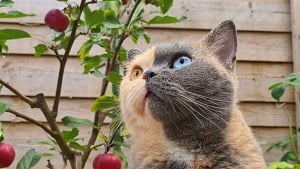 Illustration : "Ces 10 chats se distinguent par leurs contrastes de pelage, d’une patte rayée à un visage bicolore"