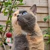 Illustration : Ces 10 chats se distinguent par leurs contrastes de pelage, d&rsquo;une patte ray&eacute;e &agrave; un visage bicolore